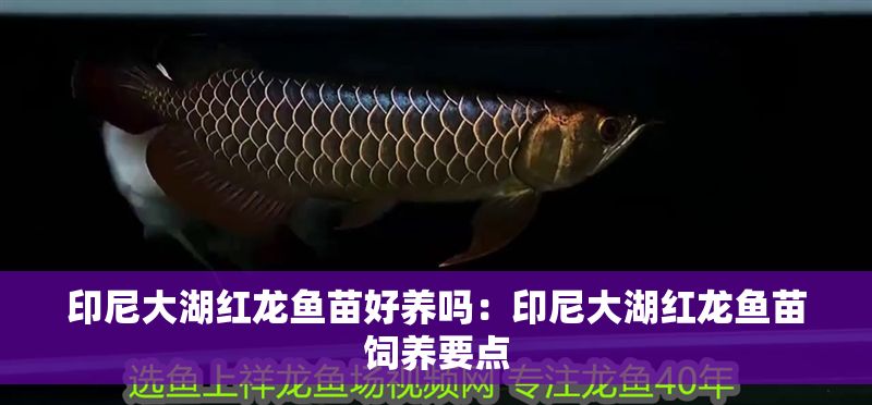 印尼大湖紅龍魚苗好養(yǎng)嗎：印尼大湖紅龍魚苗飼養(yǎng)要點(diǎn)