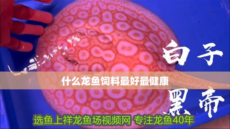 什么龍魚飼料最好最健康