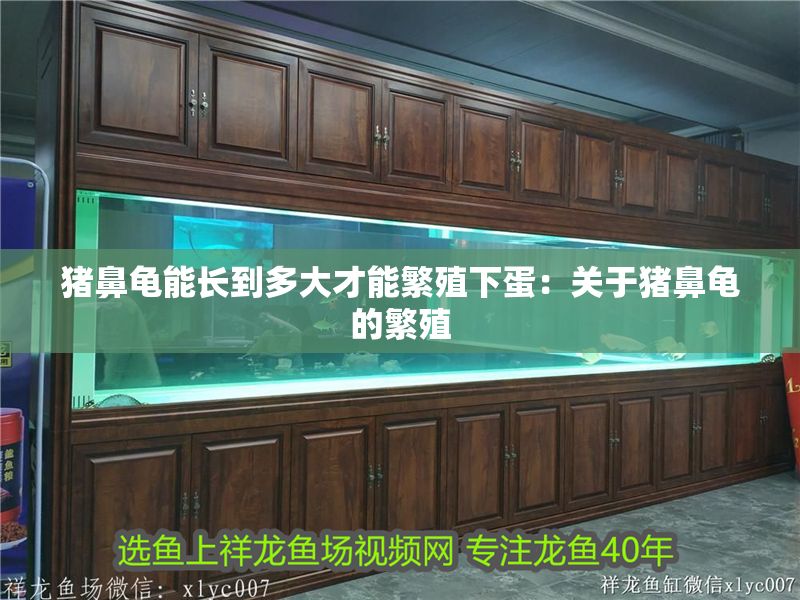 豬鼻龜能長(zhǎng)到多大才能繁殖下蛋：關(guān)于豬鼻龜?shù)姆敝? title=