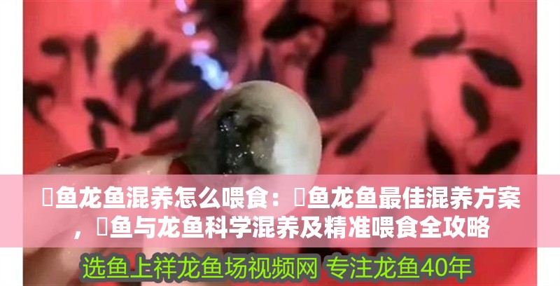 魟魚龍魚混養怎么喂食：魟魚龍魚最佳混養方案，魟魚與龍魚科學混養及精準喂食全攻略