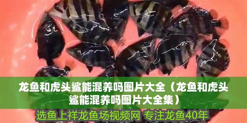 玻璃做魚缸怎么粘才牢固:如何自制玻璃魚缸 龍魚和虎頭鯊能混養嗎圖片大全(龍魚和虎頭鯊能混養嗎圖片大全集) 虎魚百科 龍魚和虎頭鯊能混養嗎圖片大全(龍魚和虎頭鯊能混養嗎圖片大全集) 龍魚和虎頭鯊能混養嗎圖片大全(龍魚和虎頭鯊能混養嗎圖片大全集) 虎魚百科