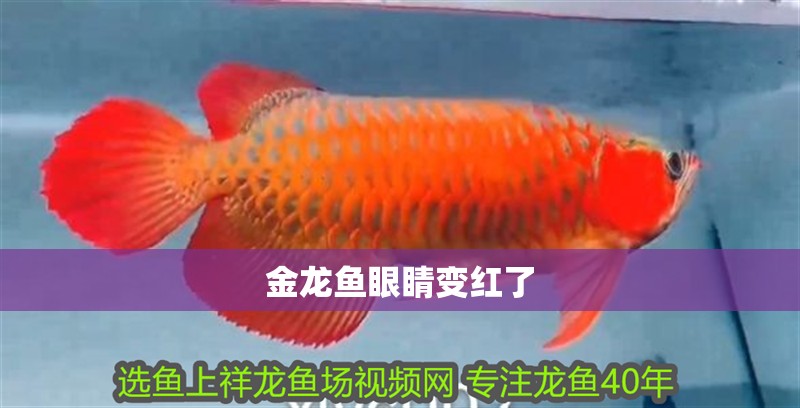 金龍魚眼睛變紅了