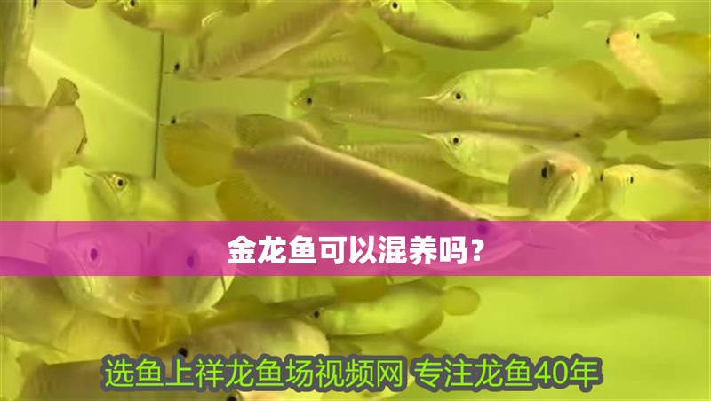 金龍魚可以混養嗎？