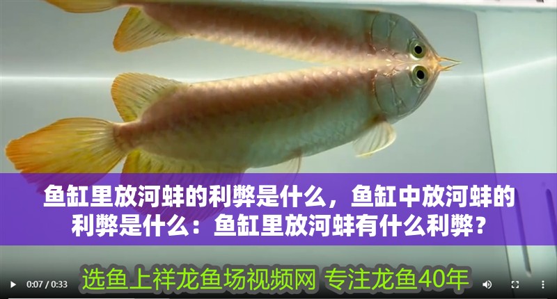 魚缸里放河蚌的利弊是什么，魚缸中放河蚌的利弊是什么：魚缸里放河蚌有什么利弊？