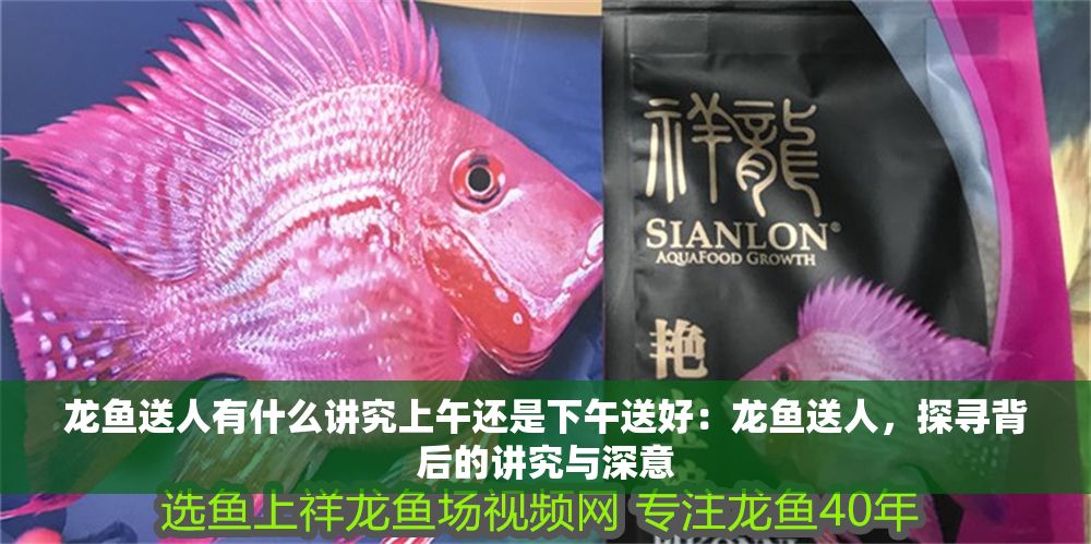 龍魚送人有什么講究上午還是下午送好：龍魚送人，探尋背后的講究與深意