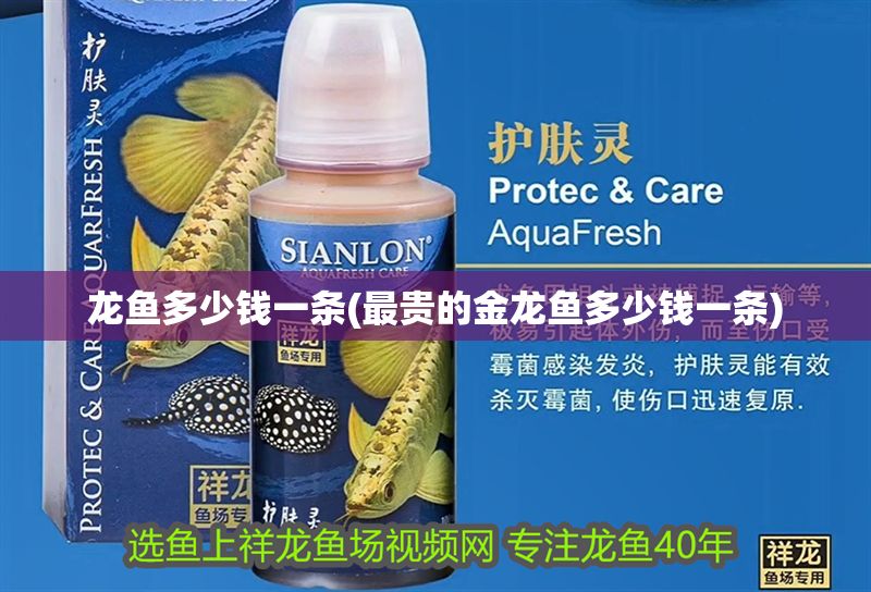 龍魚多少錢一條(最貴的金龍魚多少錢一條)