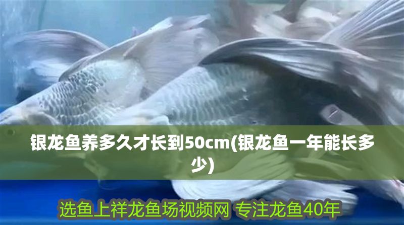 銀龍魚養多久才長到50cm(銀龍魚一年能長多少)