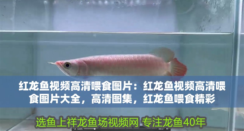 紅龍魚視頻高清喂食圖片：紅龍魚視頻高清喂食圖片大全，高清圖集，紅龍魚喂食精彩