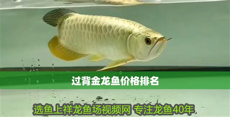 過背金龍魚價格排名
