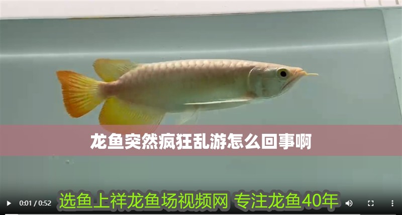 龍魚突然瘋狂亂游怎么回事啊