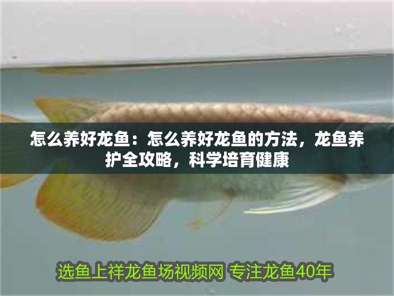 怎么養(yǎng)好龍魚：怎么養(yǎng)好龍魚的方法，龍魚養(yǎng)護(hù)全攻略，科學(xué)培育健康