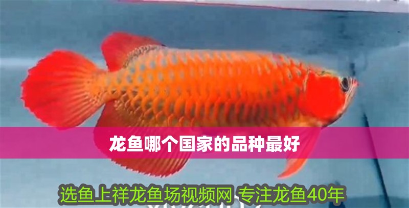 龍魚哪個國家的品種最好 龍魚百科 龍魚哪個國家的品種最好 龍魚哪個國家的品種最好 龍魚百科