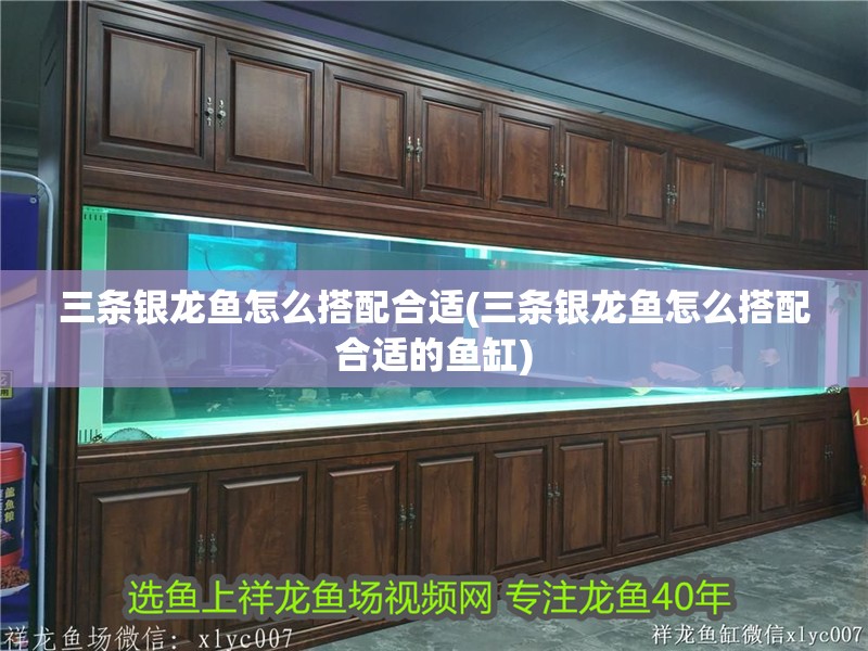 鸚鵡魚和銀龍魚混養(yǎng)怎樣喂食 三條銀龍魚怎么搭配合適(三條銀龍魚怎么搭配合適的魚缸) 銀龍魚百科 三條銀龍魚怎么搭配合適(三條銀龍魚怎么搭配合適的魚缸) 三條銀龍魚怎么搭配合適(三條銀龍魚怎么搭配合適的魚缸) 銀龍魚百科