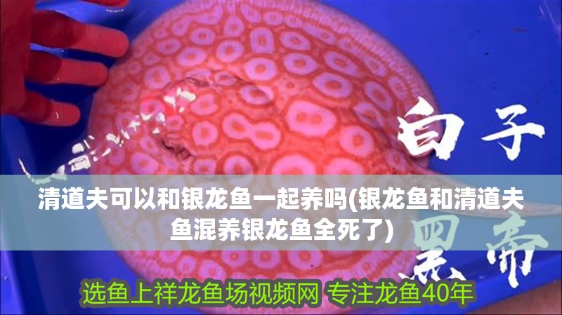 清道夫可以和銀龍魚一起養(yǎng)嗎(銀龍魚和清道夫魚混養(yǎng)銀龍魚全死了)