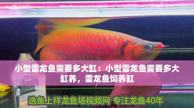 小型雷龍魚需要多大缸：小型雷龍魚需要多大缸養，雷龍魚飼養缸