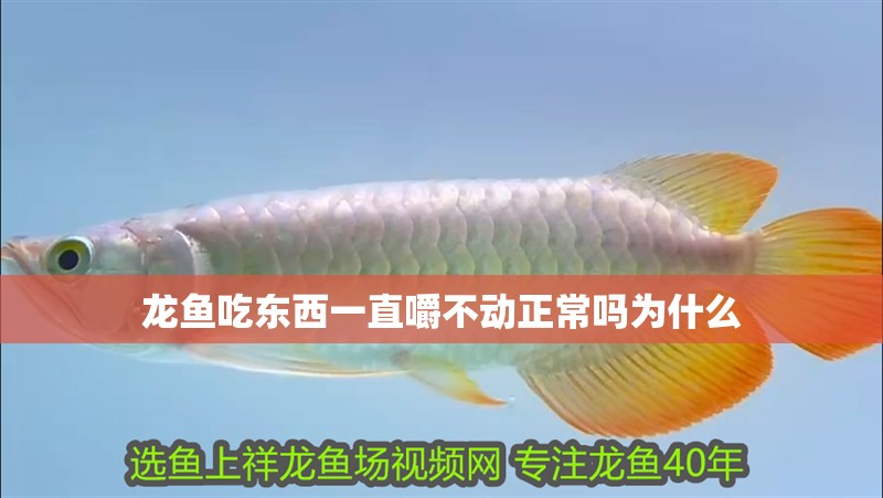 龍魚吃東西一直嚼不動正常嗎為什么 龍魚吃東西一直嚼不動正常嗎為什么 龍魚百科