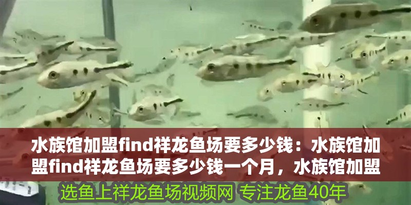 水族館加盟find祥龍魚場要多少錢：水族館加盟find祥龍魚場要多少錢一個月，水族館加盟祥龍魚場費用解析，每月投資金額