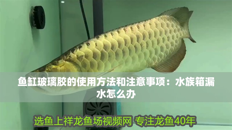 魚缸玻璃膠的使用方法和注意事項：水族箱漏水怎么辦
