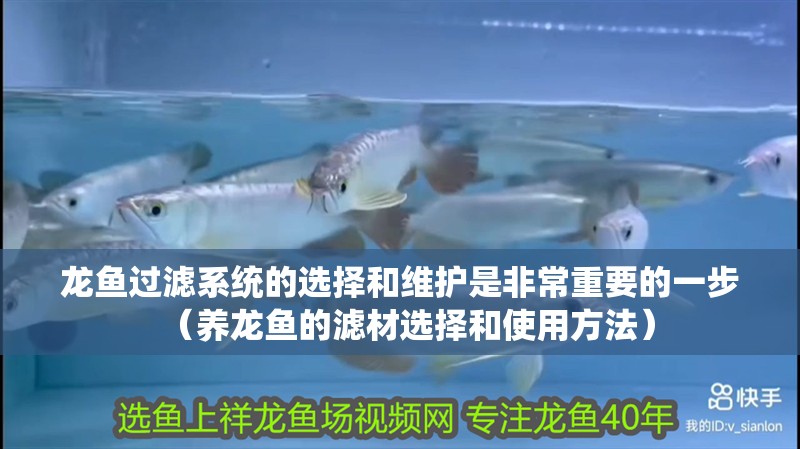 龍魚過濾系統的選擇和維護是非常重要的一步（養龍魚的濾材選擇和使用方法）