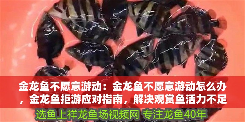 金龍魚不愿意游動：金龍魚不愿意游動怎么辦，金龍魚拒游應對指南，解決觀賞魚活力不足難題