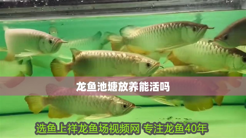 龍魚池塘放養能活嗎