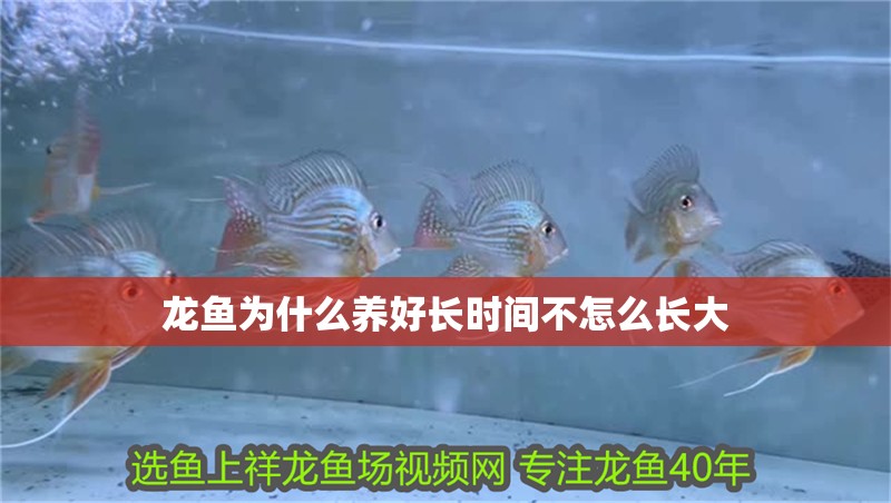 龍魚為什么養(yǎng)好長時間不怎么長大