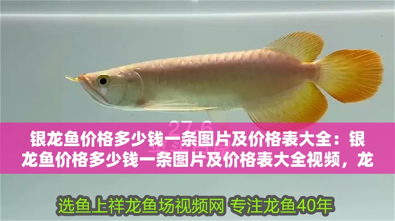 銀龍魚價格多少錢一條圖片及價格表大全：銀龍魚價格多少錢一條圖片及價格表大全視頻，龍魚價格全解析，圖片、價格
