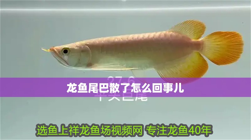 龍魚尾巴散了怎么回事兒 龍魚尾巴散了怎么回事兒 龍魚百科