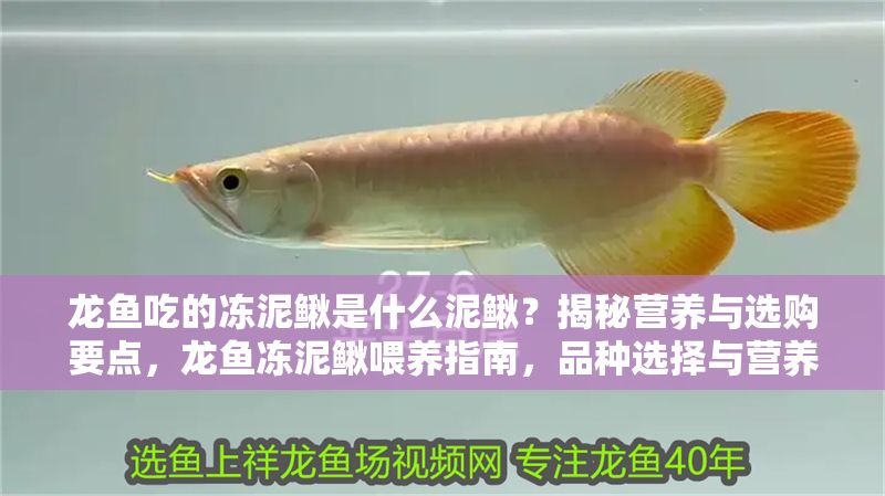 龍魚(yú)吃的凍泥鰍是什么泥鰍？揭秘營(yíng)養(yǎng)與選購(gòu)要點(diǎn)，龍魚(yú)凍泥鰍喂養(yǎng)指南，品種選擇與營(yíng)養(yǎng)全解析