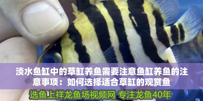 淡水魚缸中的草缸養(yǎng)魚需要注意魚缸養(yǎng)魚的注意事項：如何選擇適合草缸的觀賞魚