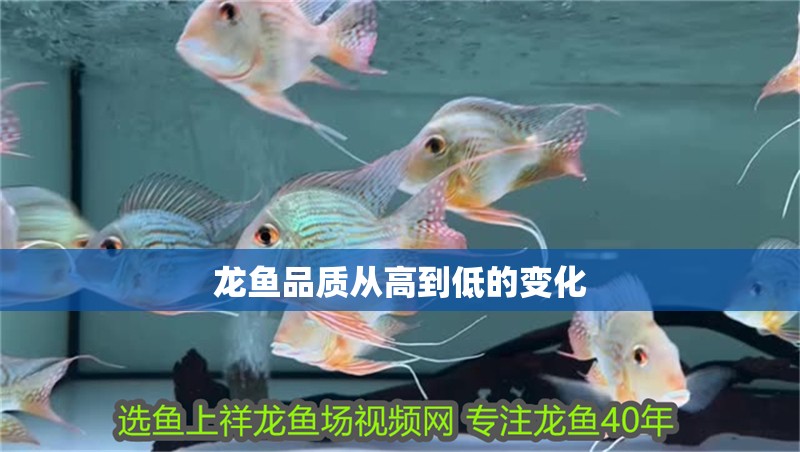 龍魚品質從高到低的變化