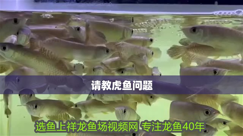 請教虎魚問題