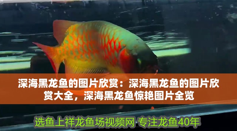 深海黑龍魚的圖片欣賞：深海黑龍魚的圖片欣賞大全，深海黑龍魚驚艷圖片全覽
