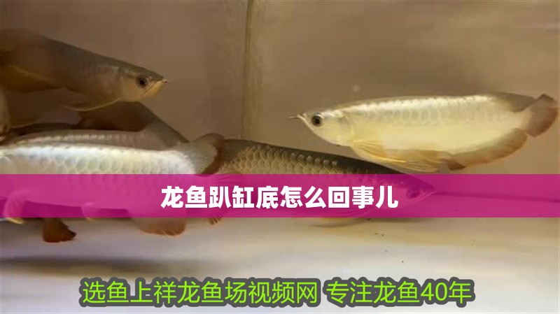 龍魚趴缸底怎么回事兒 龍魚趴缸底怎么回事兒 龍魚百科