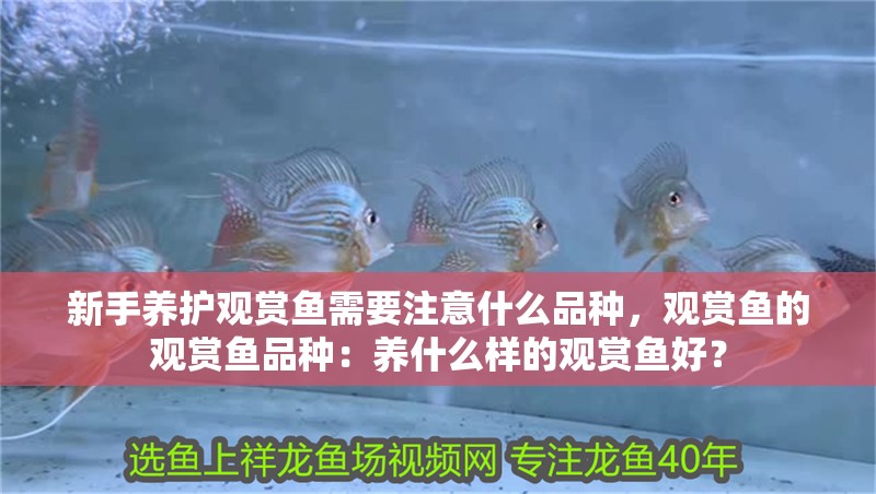 新手養護觀賞魚需要注意什么品種，觀賞魚的觀賞魚品種：養什么樣的觀賞魚好？