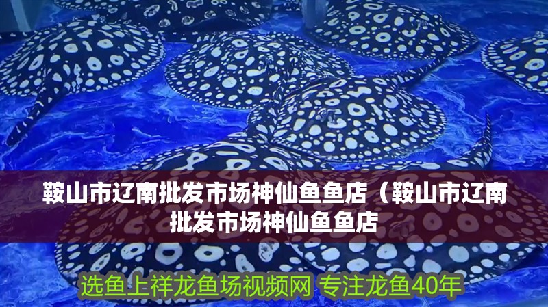 鞍山市遼南批發市場神仙魚魚店（鞍山市遼南批發市場神仙魚魚店