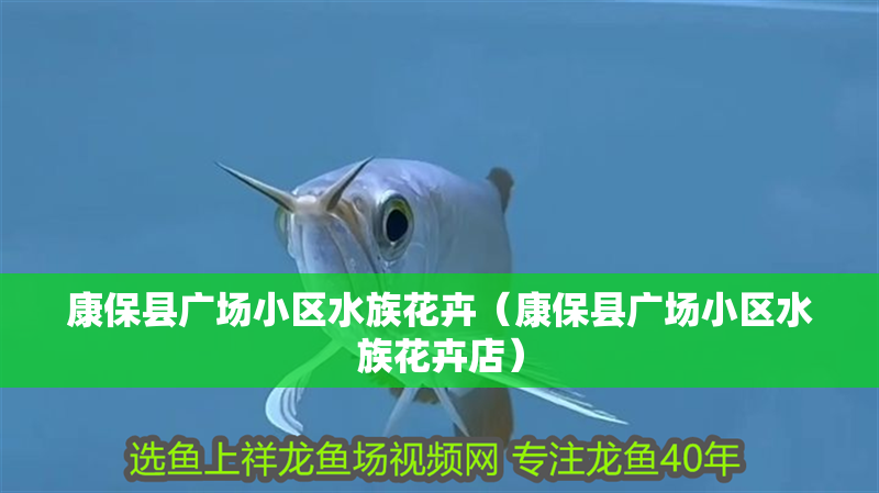 康保縣廣場小區(qū)水族花卉（康保縣廣場小區(qū)水族花卉店）