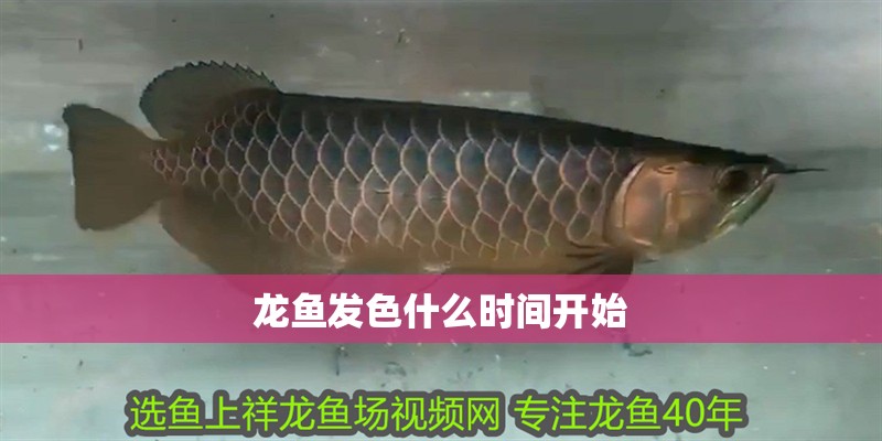 龍魚發色什么時間開始