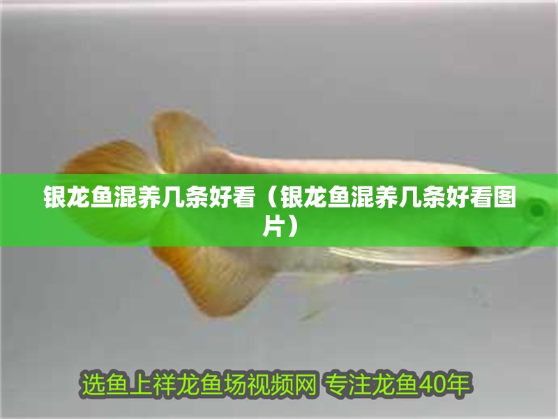 銀龍魚混養(yǎng)幾條好看（銀龍魚混養(yǎng)幾條好看圖片） 銀龍魚混養(yǎng)幾條好看（銀龍魚混養(yǎng)幾條好看圖片） 銀龍魚百科