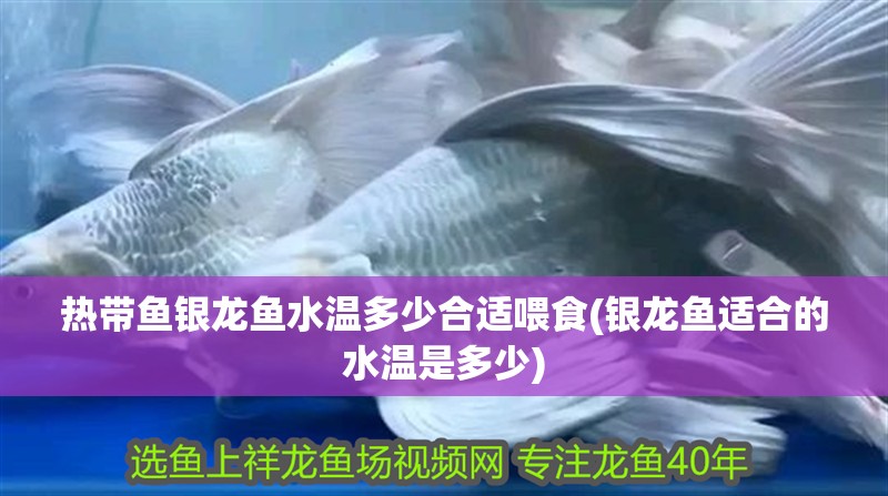 熱帶魚銀龍魚水溫多少合適喂食(銀龍魚適合的水溫是多少) 熱帶魚銀龍魚水溫多少合適喂食(銀龍魚適合的水溫是多少) 銀龍魚百科