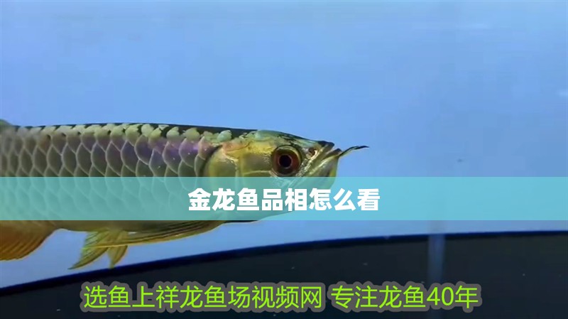 金龍魚品相怎么看 金龍魚品相怎么看 龍魚百科