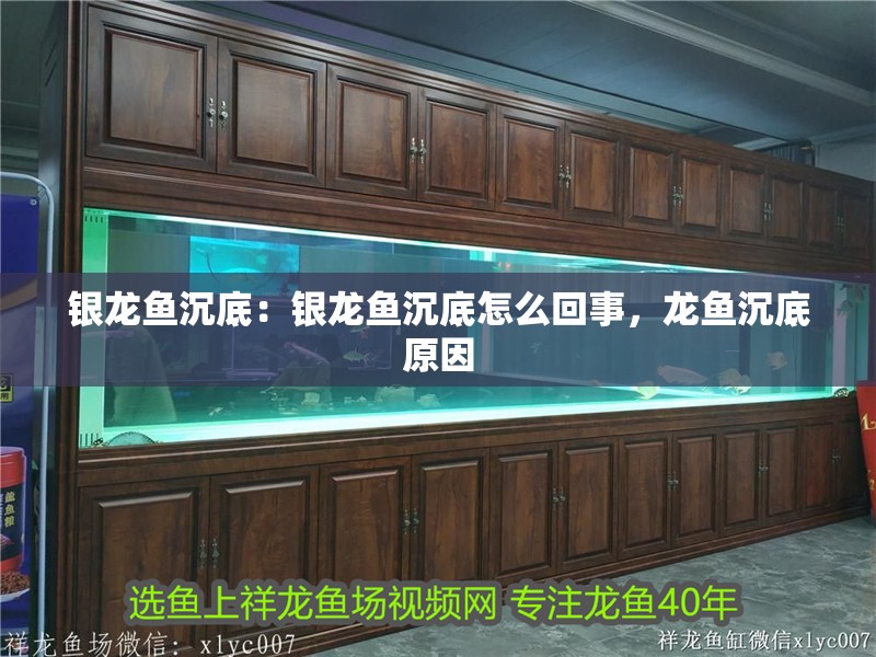 銀龍魚沉底：銀龍魚沉底怎么回事，龍魚沉底原因