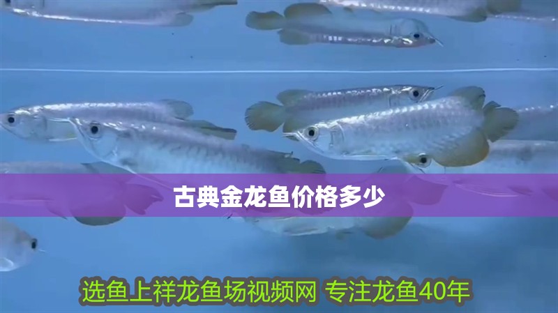 古典金龍魚價格多少