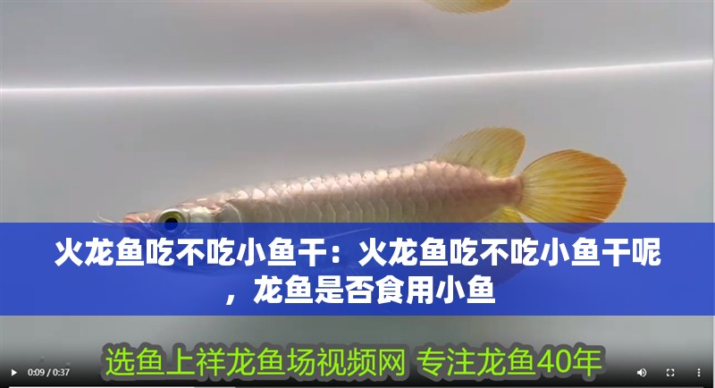 火龍魚吃不吃小魚干：火龍魚吃不吃小魚干呢，龍魚是否食用小魚