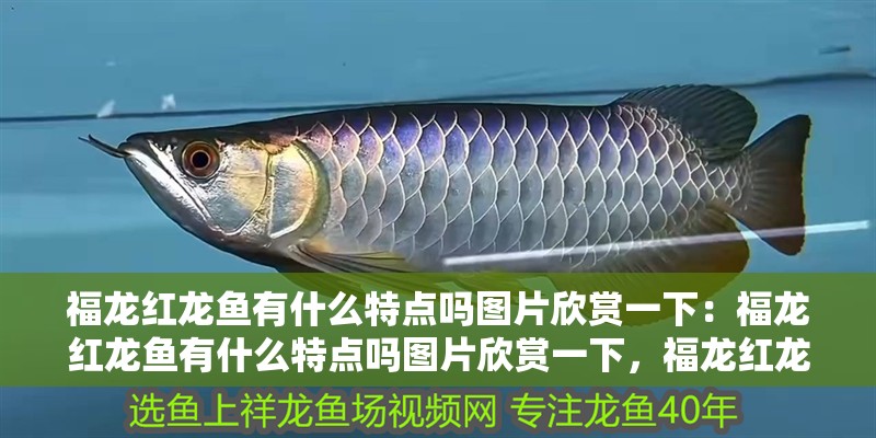 福龍紅龍魚有什么特點(diǎn)嗎圖片欣賞一下：福龍紅龍魚有什么特點(diǎn)嗎圖片欣賞一下，福龍紅龍魚，獨(dú)特魅力與 福龍紅龍魚有什么特點(diǎn)嗎圖片欣賞一下：福龍紅龍魚有什么特點(diǎn)嗎圖片欣賞一下，福龍紅龍魚，獨(dú)特魅力與 水族問答