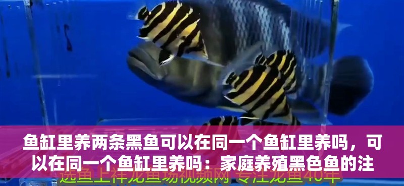 魚缸里養(yǎng)兩條黑魚可以在同一個(gè)魚缸里養(yǎng)嗎，可以在同一個(gè)魚缸里養(yǎng)嗎：家庭養(yǎng)殖黑色魚的注意事項(xiàng)