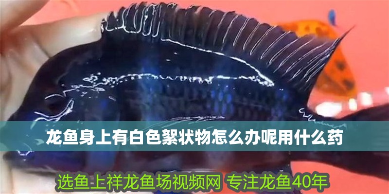 龍魚身上有白色絮狀物怎么辦呢用什么藥