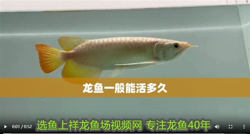 龍魚一般能活多久