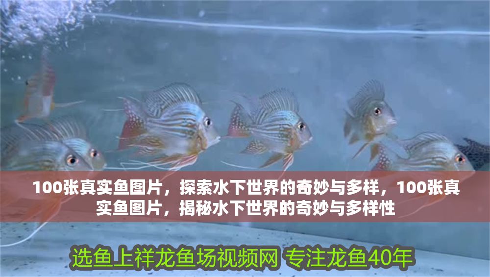 100張真實魚圖片，探索水下世界的奇妙與多樣，100張真實魚圖片，揭秘水下世界的奇妙與多樣性