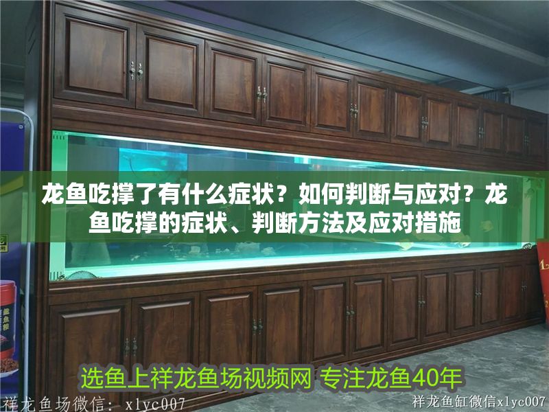 龍魚吃撐了有什么癥狀？如何判斷與應對？龍魚吃撐的癥狀、判斷方法及應對措施